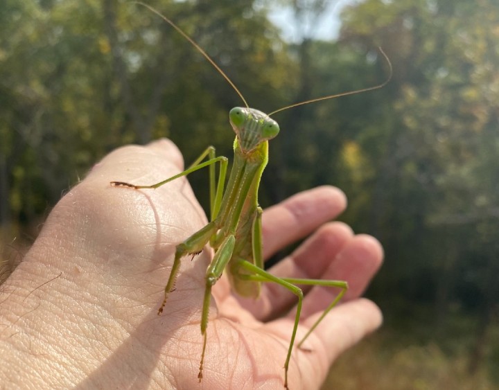 Praying Mantis